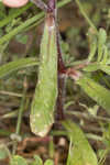 Common catchfly